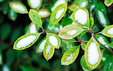 Le rôle de l'huile essentielle d'hivergreen dans les soins médicinaux et de la peau
