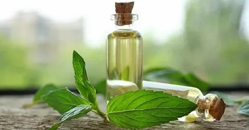 Comment utiliser l'huile de menthe poivrée?